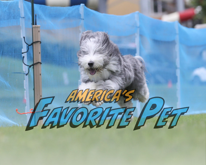 Will Lloyd take home $10,000, be featured on the cover of Modern Dog, and take the title of America’s Favorite Pet? You decide!