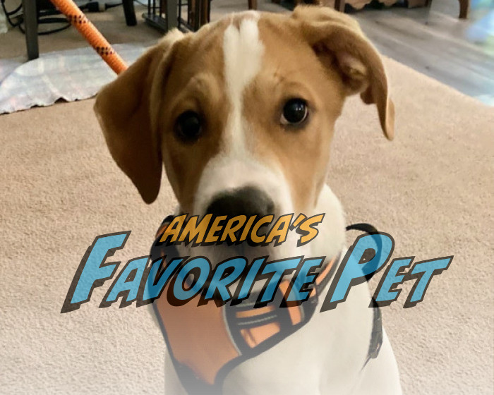 Finn McCool America S Favorite Pet   0d80d67d0371485399feef44fdba5f00 