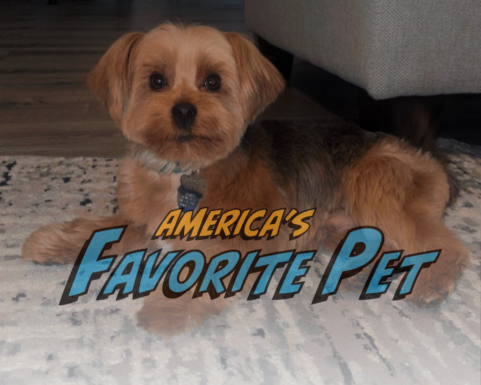 Benji | America's Favorite Pet