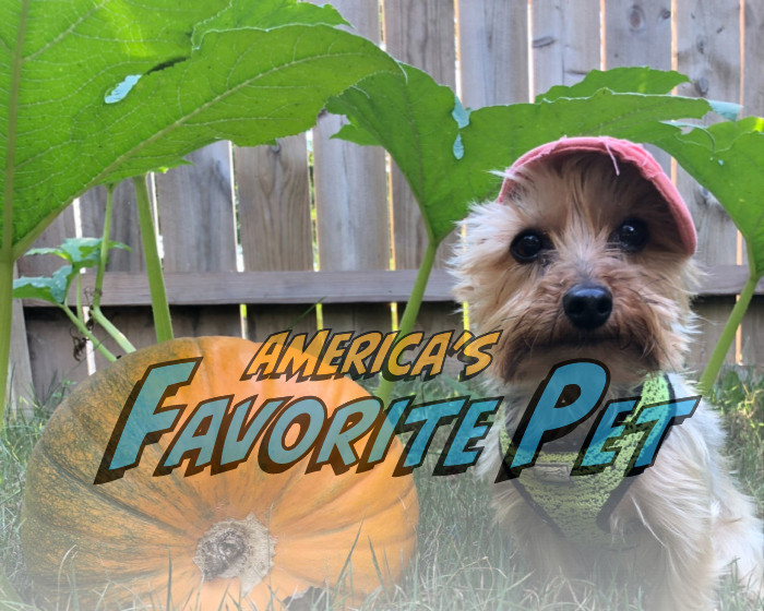 Joey America's Favorite Pet