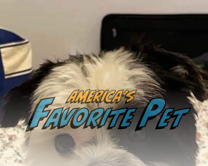 Jack America's Favorite Pet