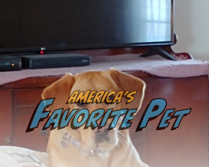 Nutmeg America's Favorite Pet