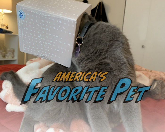 Maisy | America's Favorite Pet