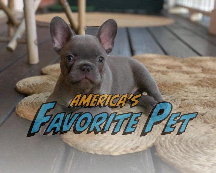 Waffles America's Favorite Pet