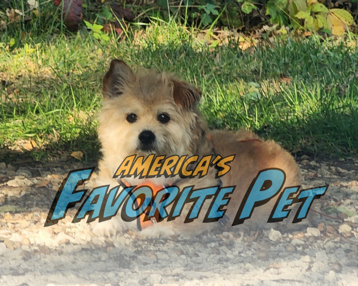 Benji | America's Favorite Pet