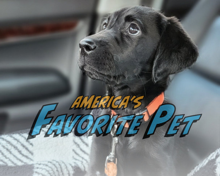 Champ | America's Favorite Pet