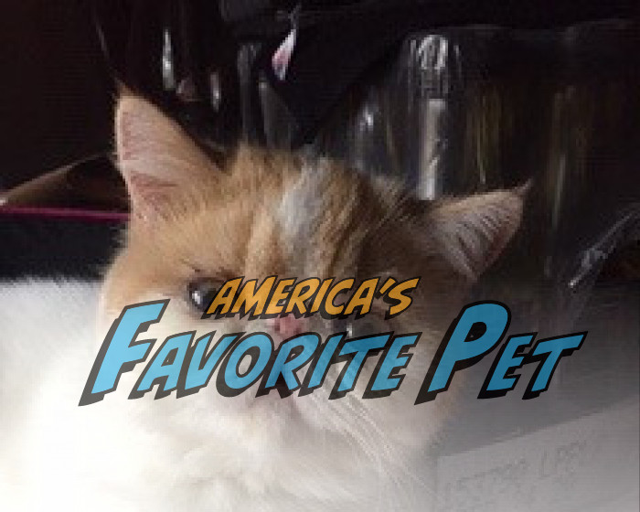 Maisy | America's Favorite Pet