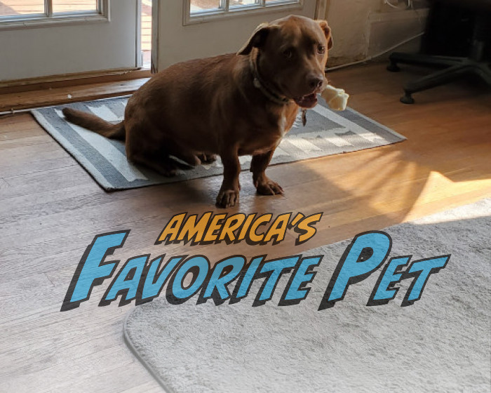 Doogie | America's Favorite Pet