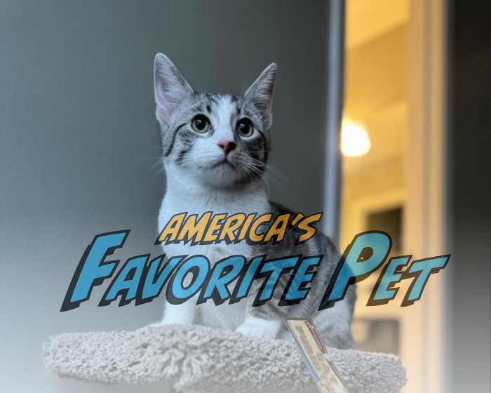 Benji | America's Favorite Pet