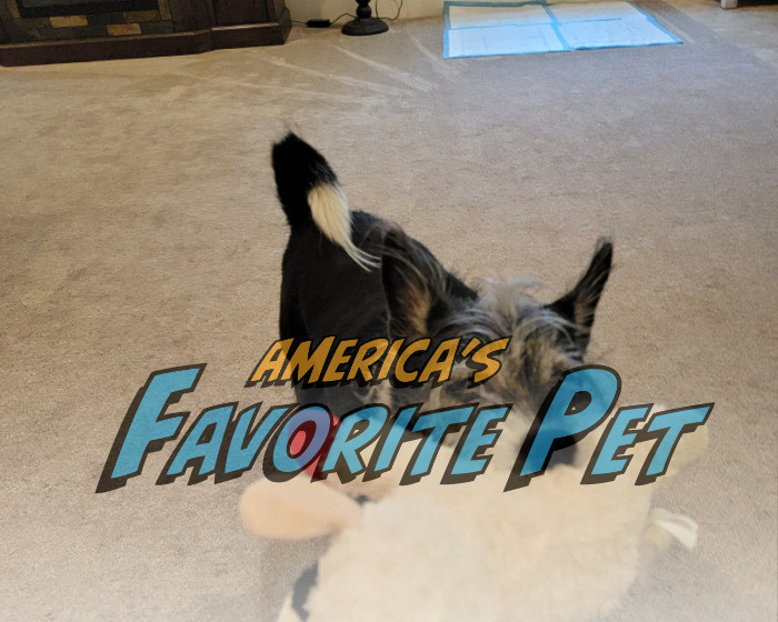 Maya America's Favorite Pet