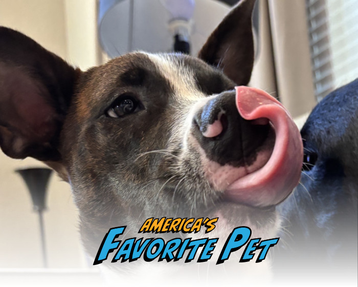 Clara | America's Favorite Pet