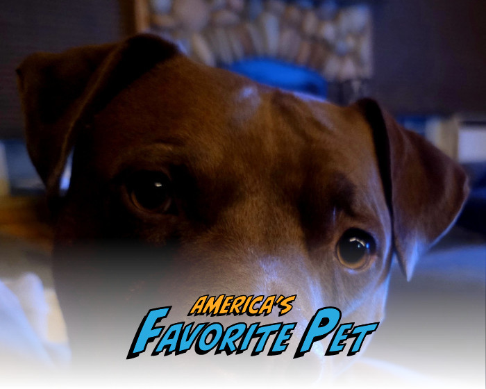 americasfavpet.com