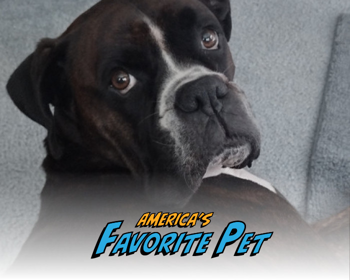 Bronco | America's Favorite Pet
