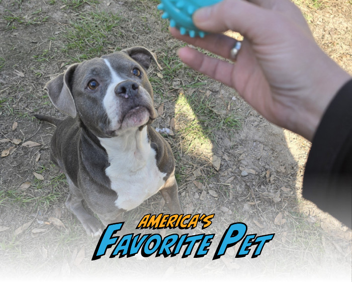 Will Timber take home $10,000 and be featured on the cover of Modern Dog? You decide!