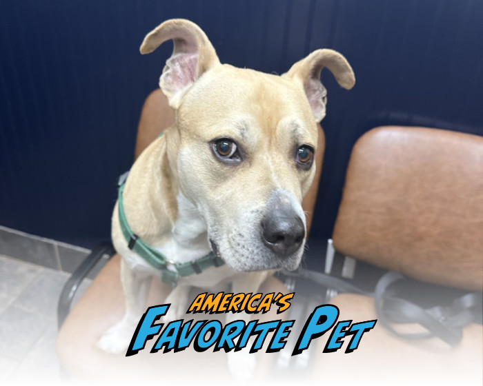 Will Edmund take home $10,000 and be featured on the cover of Modern Dog? You decide!