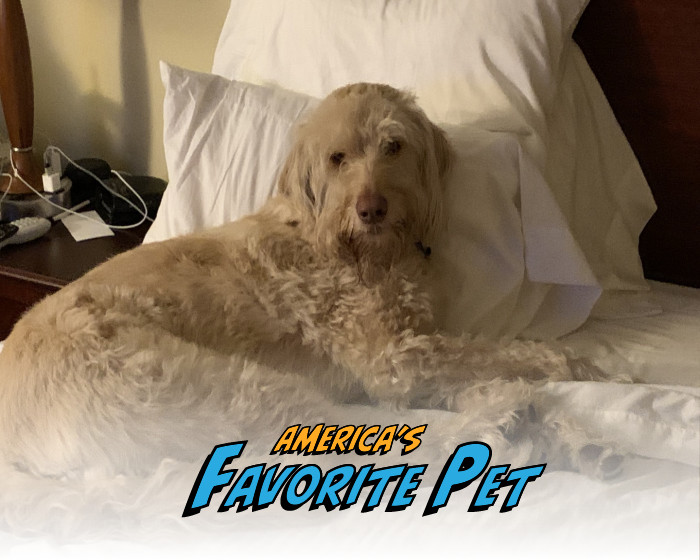 Archie | America's Favorite Pet