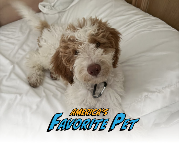 Archie | America's Favorite Pet