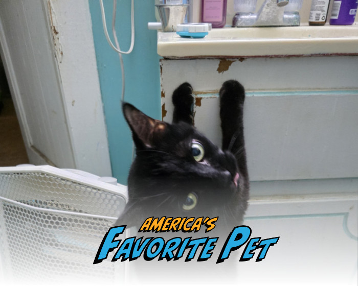 Rambo | America's Favorite Pet