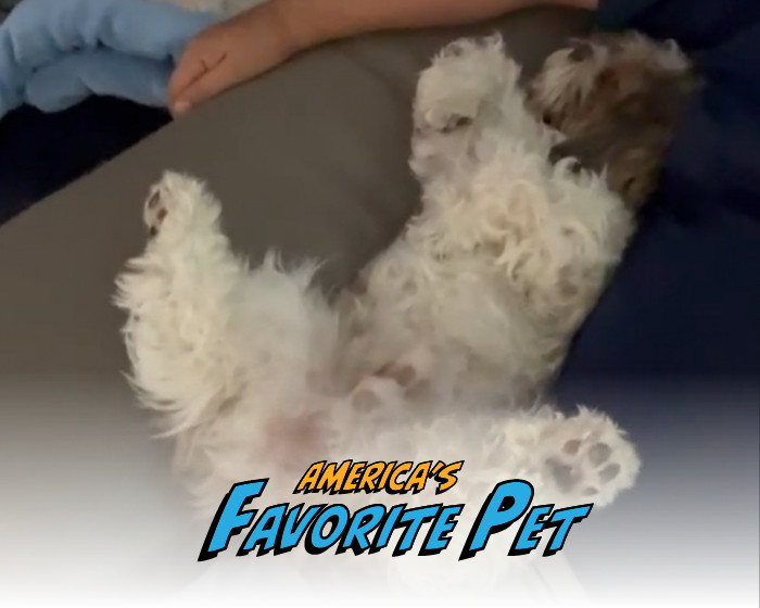 Ralph | America's Favorite Pet