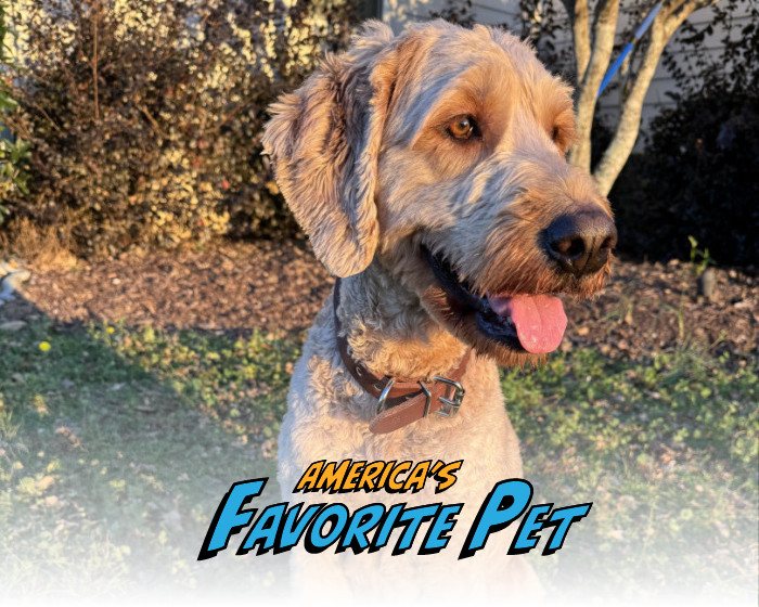Ruby | America's Favorite Pet