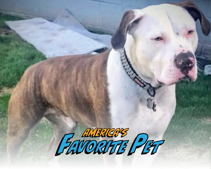 Gucci | America's Favorite Pet